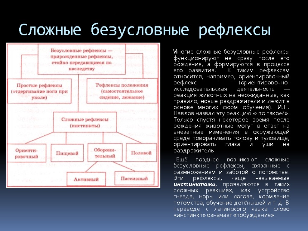 Сложные безусловные рефлексы Многие сложные безусловные рефлексы функционируют не сразу после его рождения, а